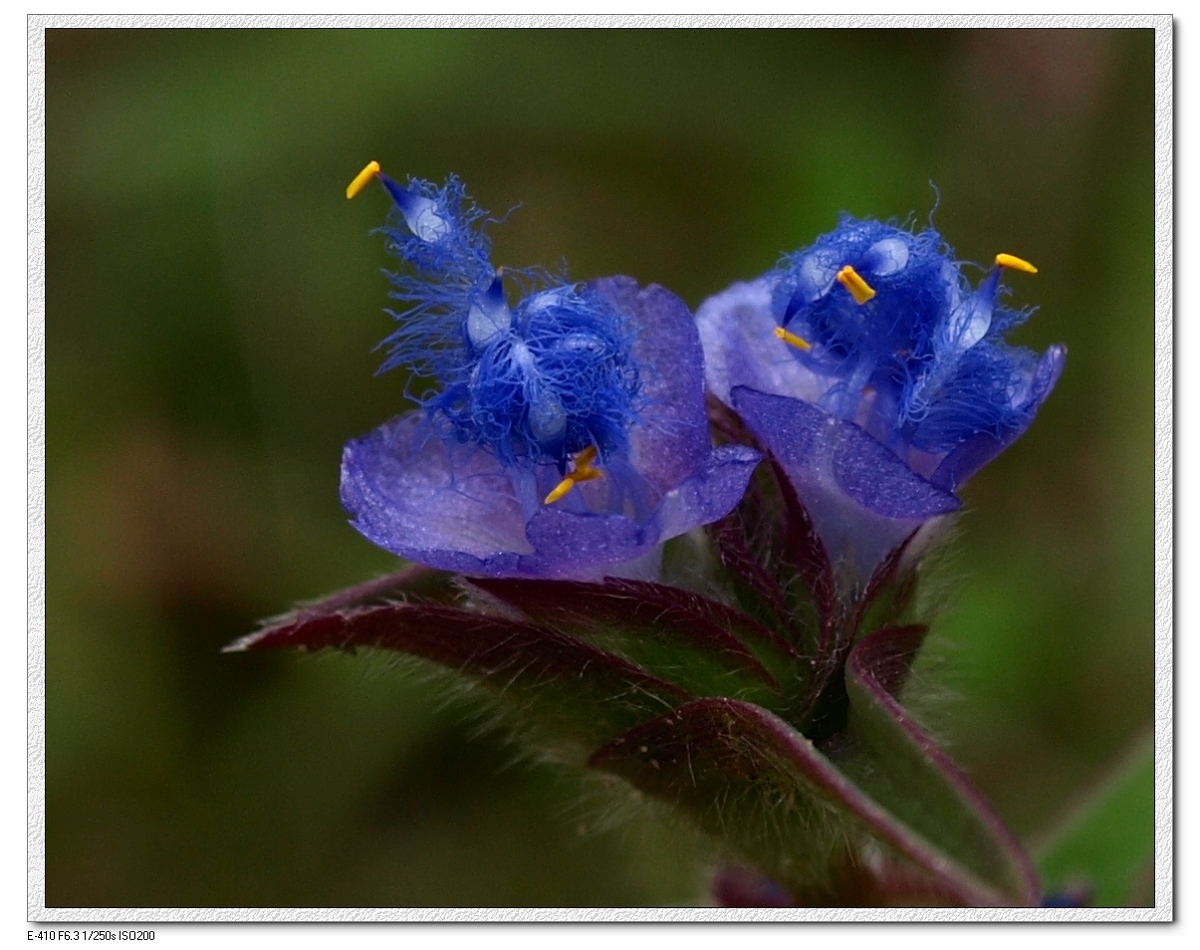  p>蓝耳草花很小,色紫蓝,状若鸳鸯头的花薹上