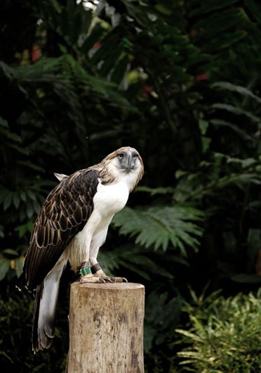  p>食猿雕(学名: i>pithecophaga jefferyi /i>):也称作菲律宾雕.