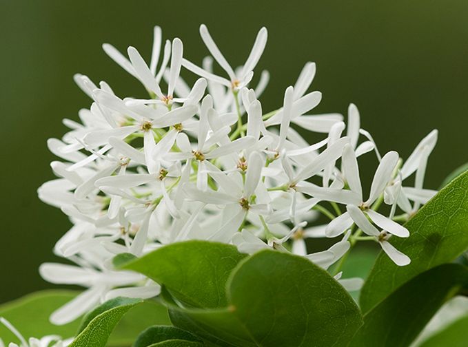 chionanthus retusus lindl.et paxt.