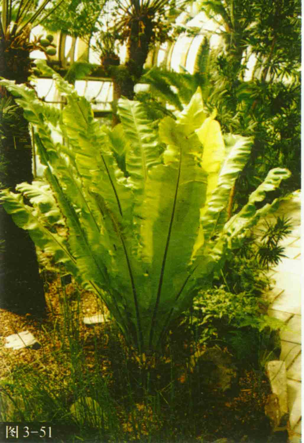  p>巢蕨(学名: i>neottopteris nidus /i> (l.) j. sm.