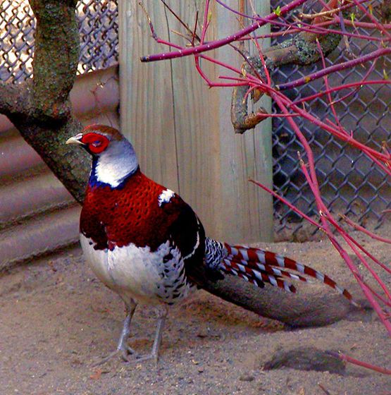 "gnx9ynh5su">白颈长尾雉(学名: i>syrmaticus ellioti /i>):大型鸡类