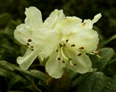  p>牛皮杜鹃(学名: i>rhododendron aureum /i> georgi):常绿矮小 a