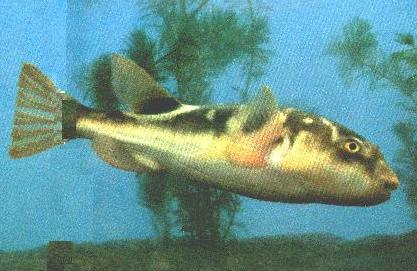  p> b>假睛东方鲀 /b>( a href="#" data-lemmaid="8074290">学名 /a>