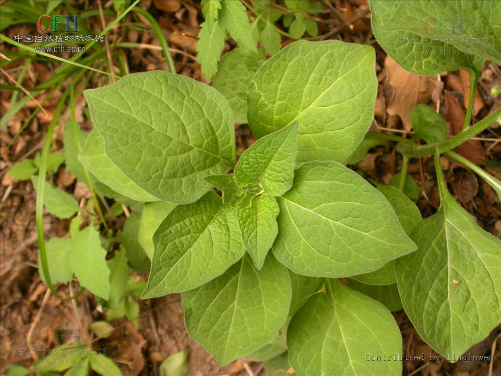  p>散血丹属(二名法:physaliastrum makino),茄科,共7种.