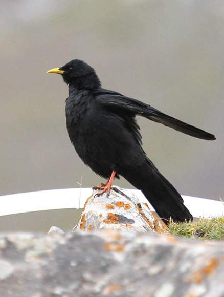 黄嘴山鸦