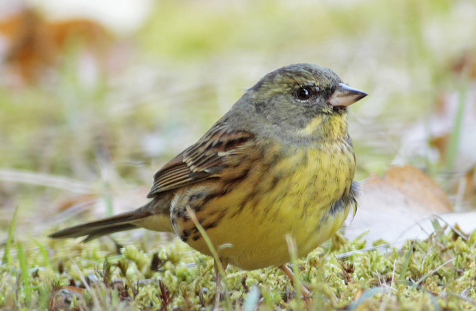  p>黄胸鹀(学名: i>emberiza aureola /i>):是雀形目,鹀科,鹀属的鸟类