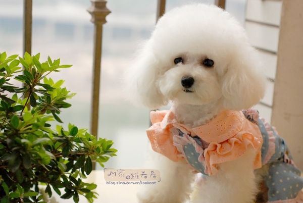  p>贵宾犬(poodle),也称"贵妇犬",又称"卷毛狗",在德语中,pudel是"