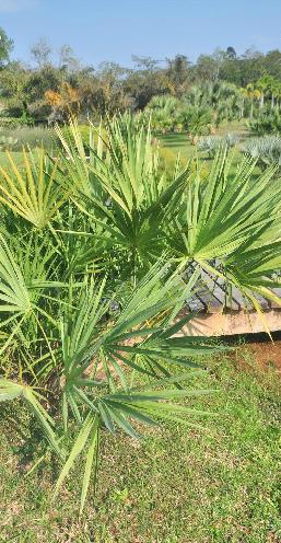  p>锯棕(学名: i>serenoa repens /i> (w.