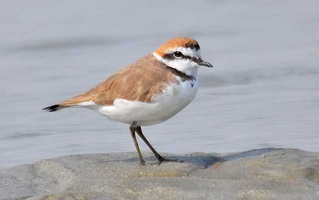 charadrius alexandrinus alexandrinus