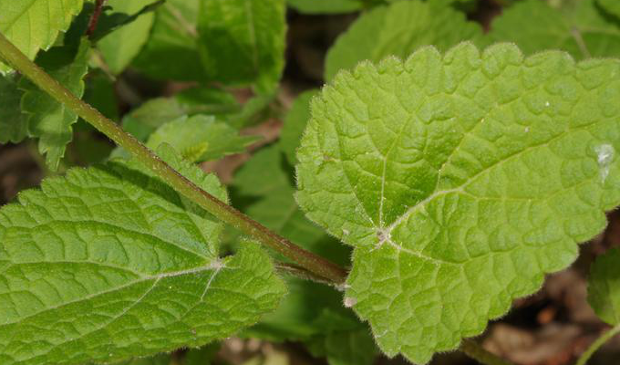  p>荨麻叶龙头草,拉丁名为meehania urticifolia (miq.