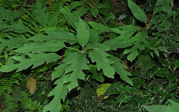  p>穗序鹅掌柴(学名: i>schefflera delavayi /i> (franch.