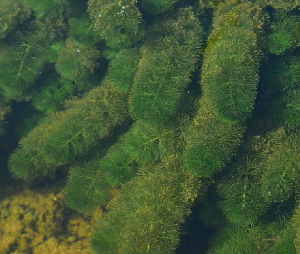  p>水盾草(学名: i>cabomba caroliniana /i> a.