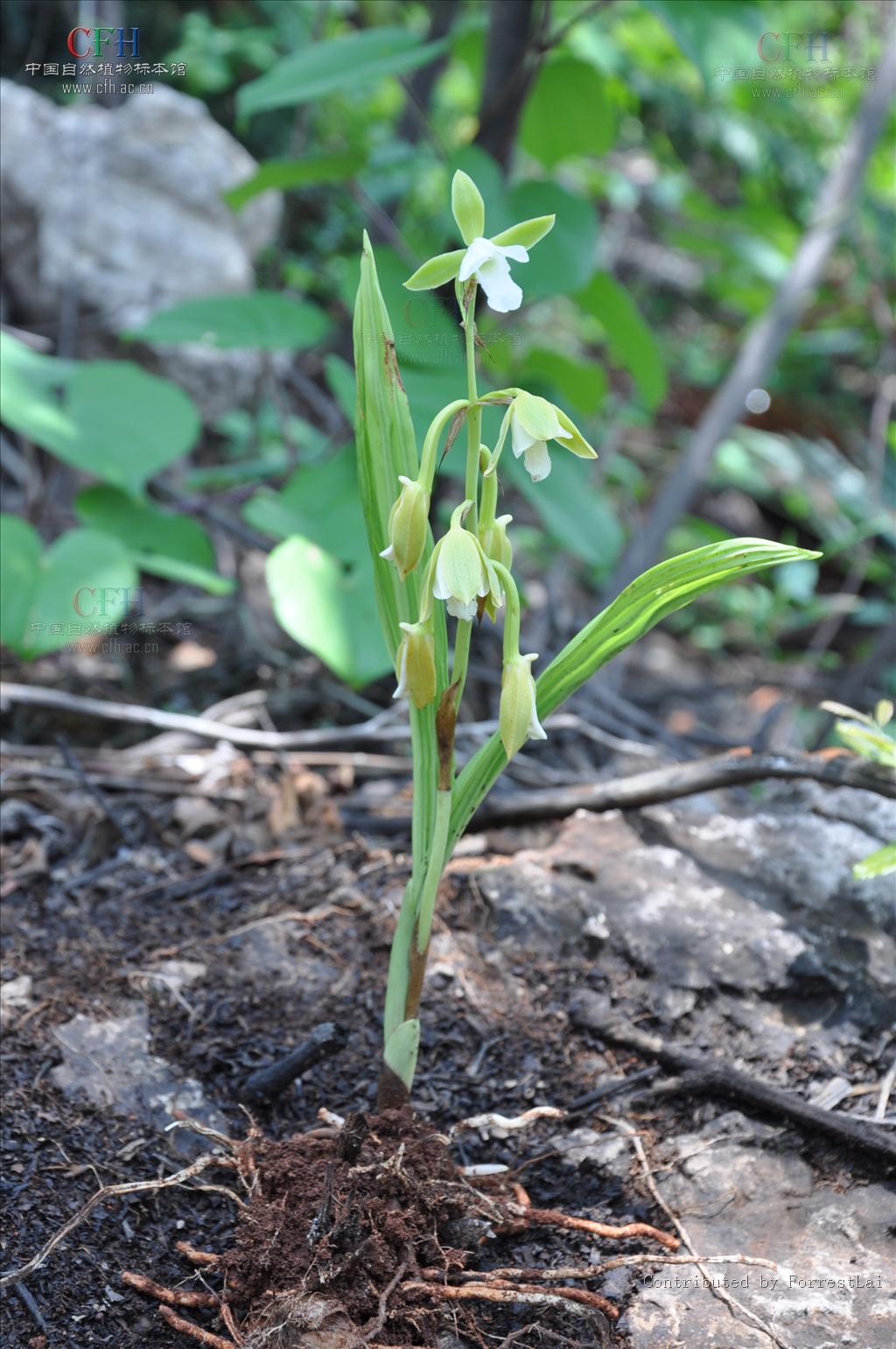 p>美冠兰(学名: i>eulophia graminea  /i> lindl.