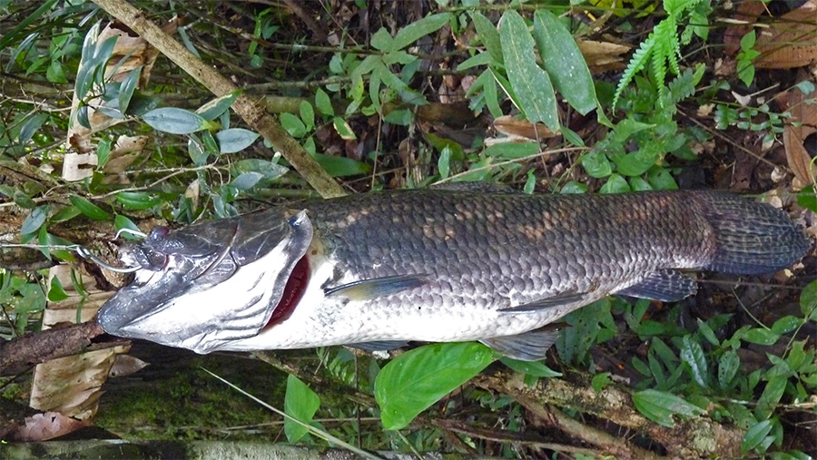  p>anjumara,南美狼鱼,一般产于苏里南.