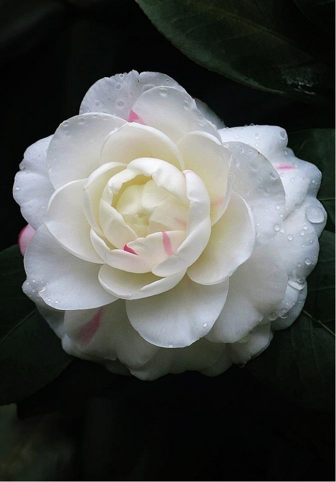 椿花：此花就是山茶花_百科TA说