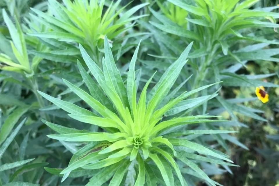  p>小蓬草(学名: i>conyza canadensis /i> (l.) cronq.