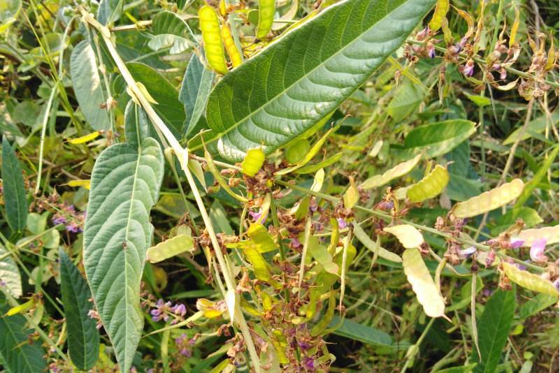  p data-id="gnb0s84zam">狗舌草, a target=