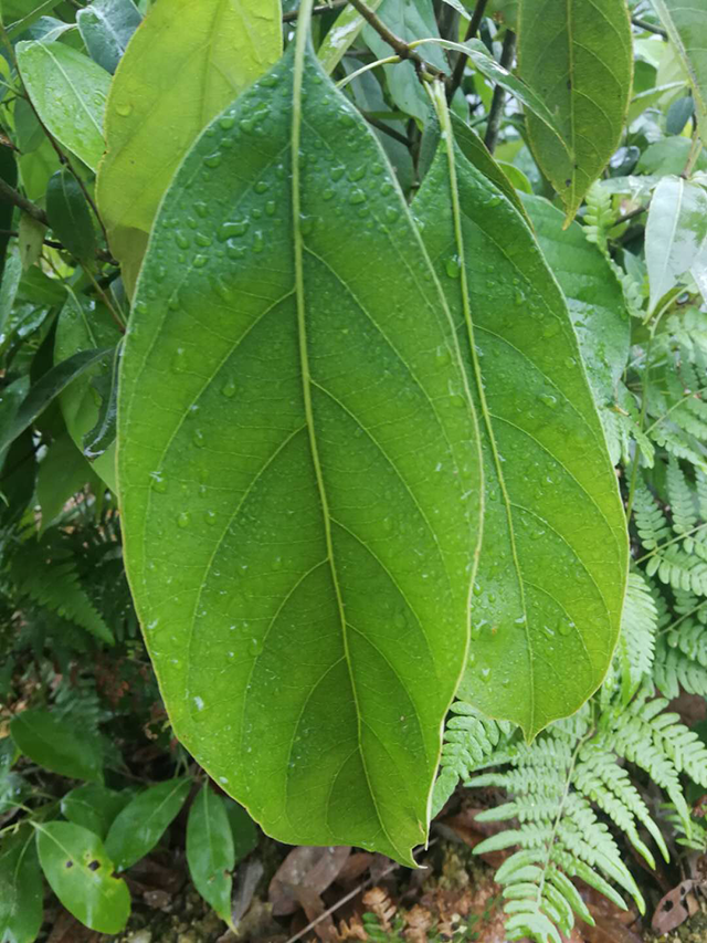  p>厚叶柯(学名:lithocarpus pachyphyllus (kurz) rehd)为壳斗科柯属