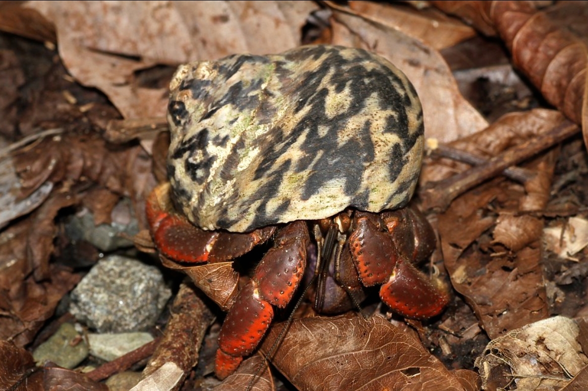  p>西印度洋钟螺(学名: i>cittarium pica /i>):是百慕大岩石海岸线上