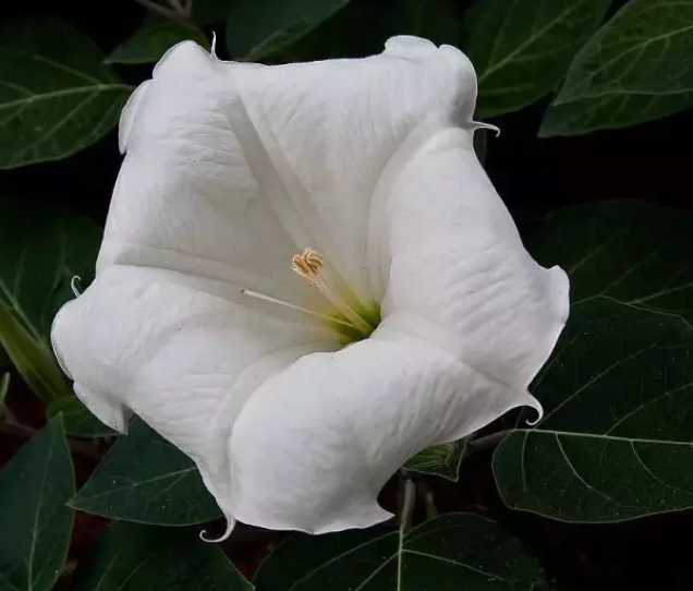 为什么说月光花是月亮的化身 百科ta说