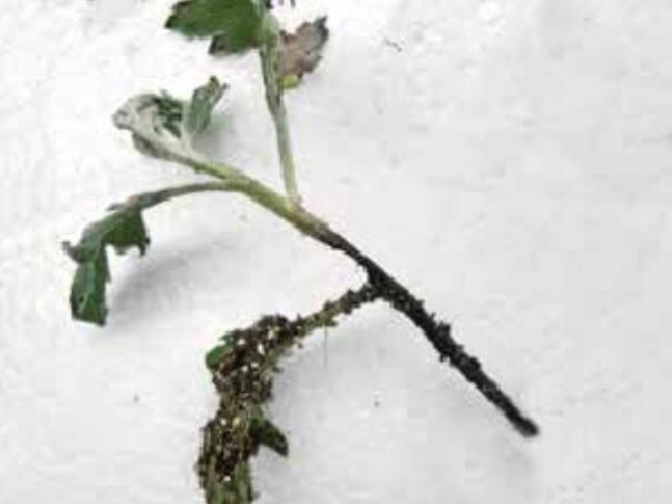 菊花猝倒病是由<a target="