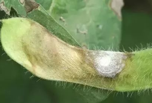  p>大豆菌核病是由 a target="_blank" href="/item/核盘菌/1496363"