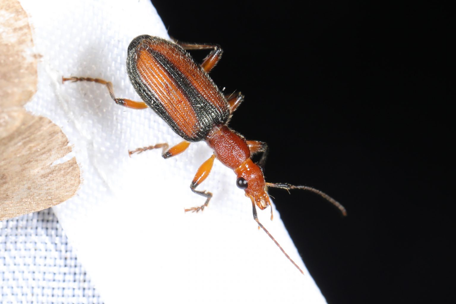 各有一长刚毛,如此长刚毛脱落,则留有毛陷,印度长颈步甲无此特征;鞘翅