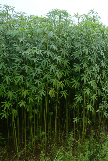 黄麻（椴树科黄麻属植物）_百度百科