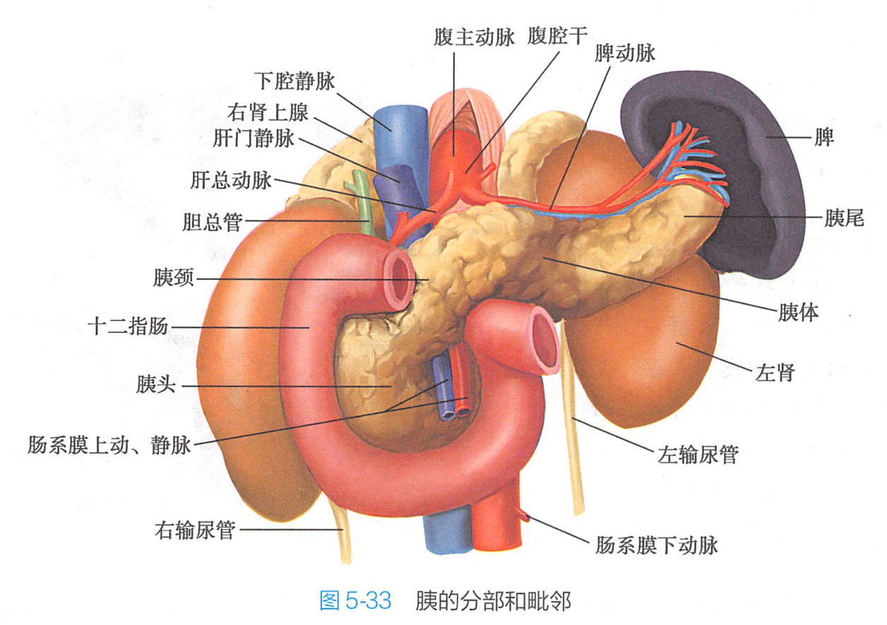 十二指肠