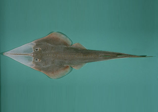 颗粒蓝吻犁头鳐