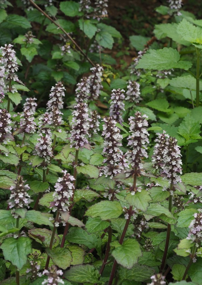  p data-id="gnby13qo73">紫背金盘(学名: i>ajuga nipponensis /i>