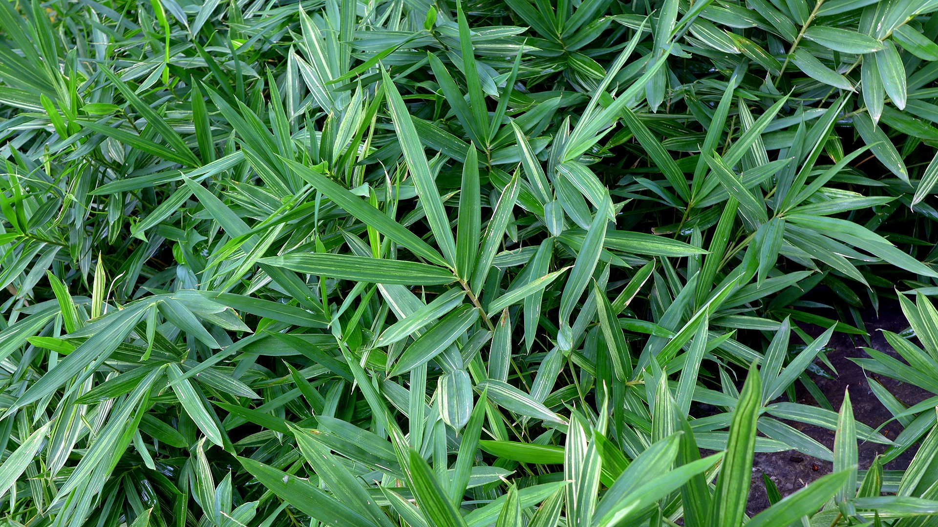  p>菲白竹(学名: i>sasa fortunei /i> (van houtte) fiori)是 a href