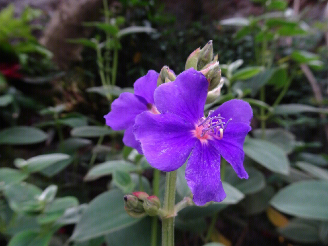 蒂牡花无性系1号