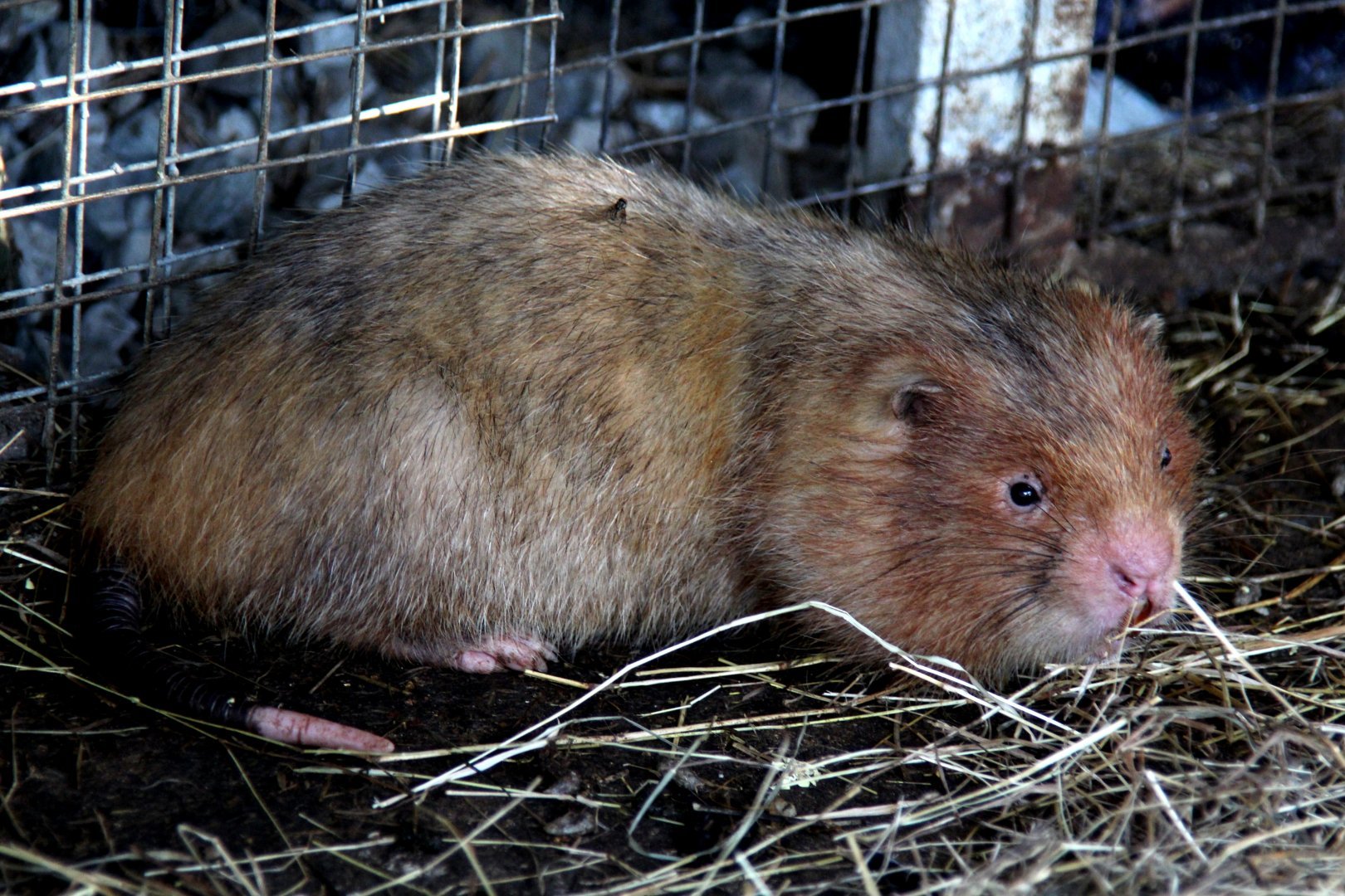 中华竹鼠指名亚种
