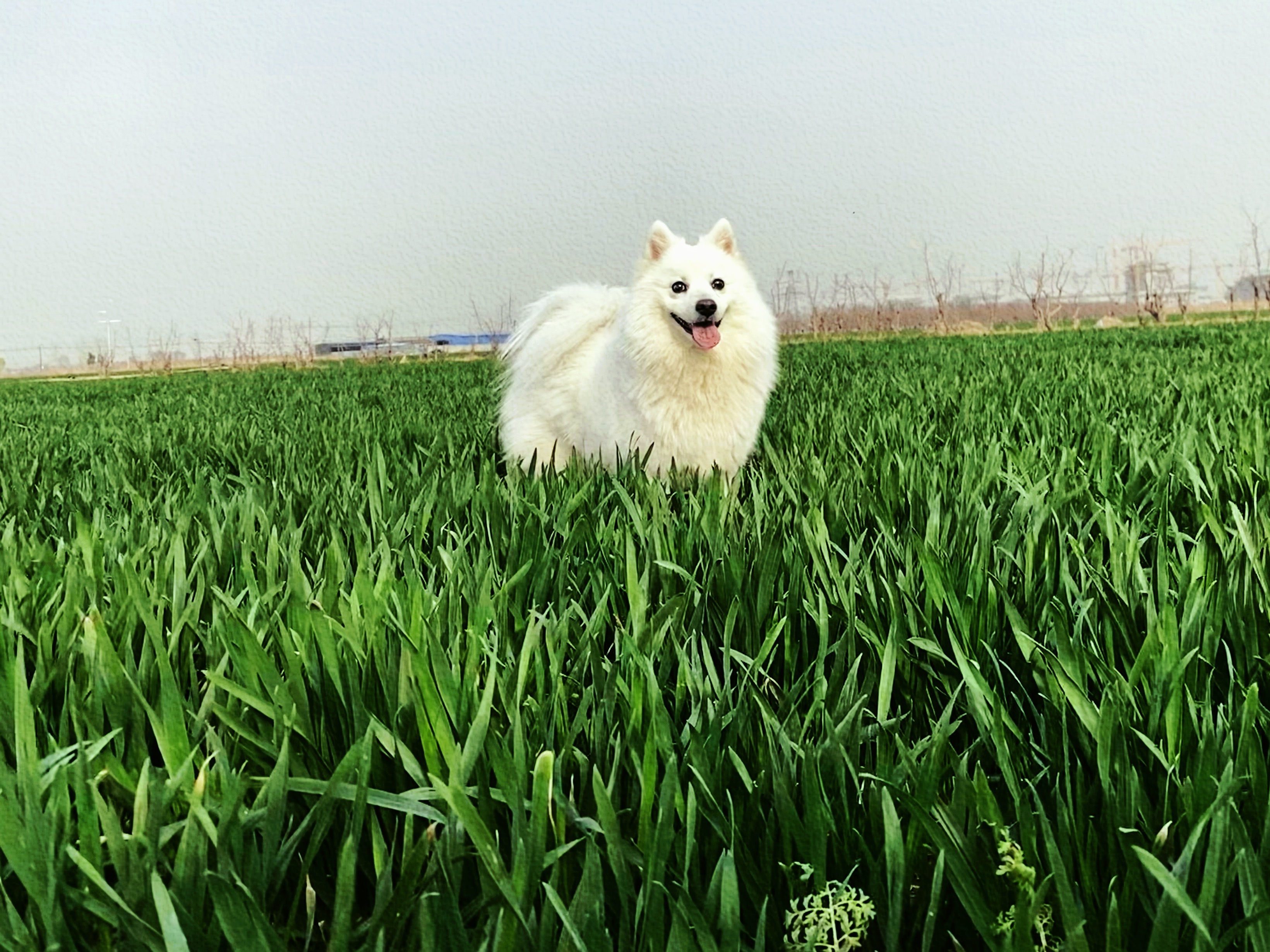  p>银狐犬,又名日本丝(绒)毛犬, a target="_blank" href="/item/日本