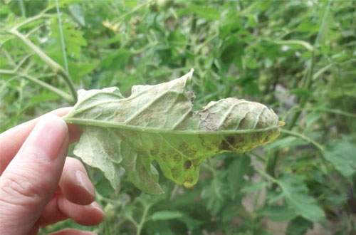 番茄叶霉病