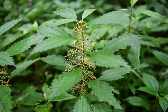  p>粗齿冷水花(学名: i>pilea sinofasciata /i> c. j.