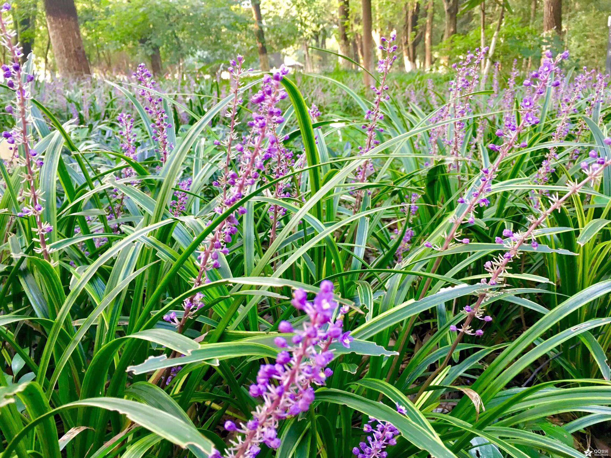 沿阶草