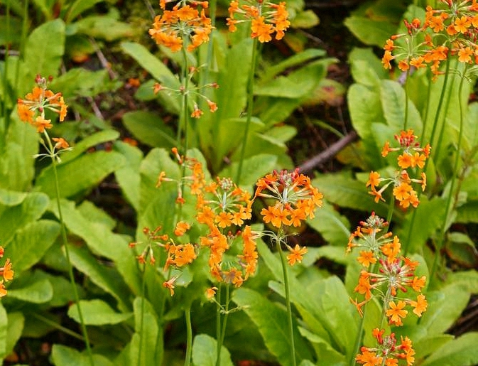  p>橙红灯台报春(学名: i>primula aurantiaca /i> w. w.