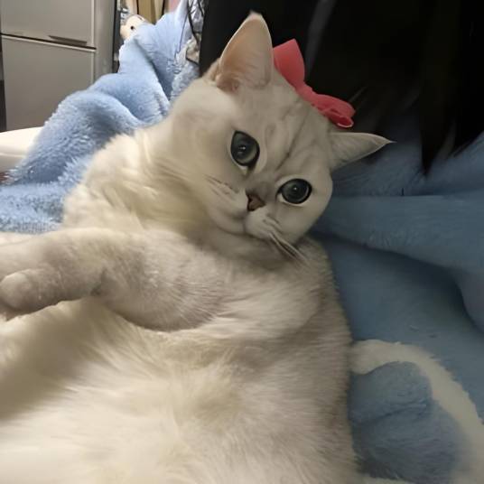 猪咪怎样练成的_百度百科
