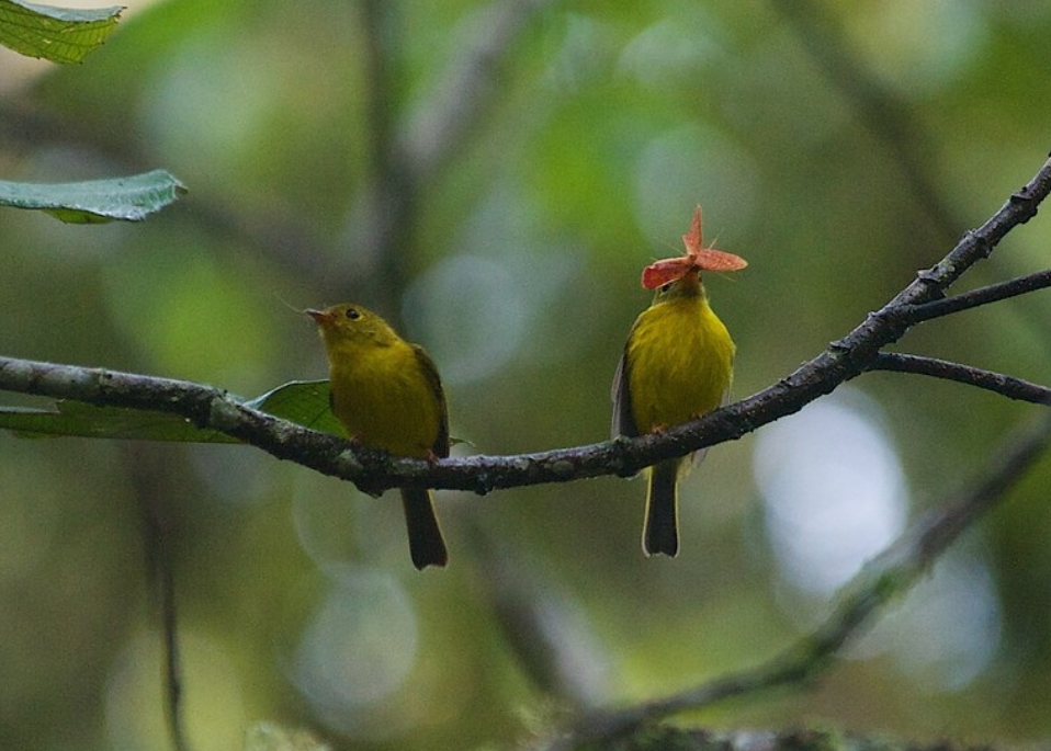 (学名: i>culicicapa helianthea /i>):是玉鹟科,方尾鹟属的鸟类