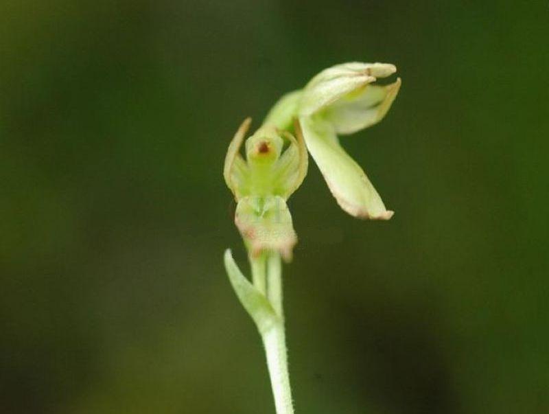 &nbsp;)是兰科对叶兰属植物,产四川西北部.