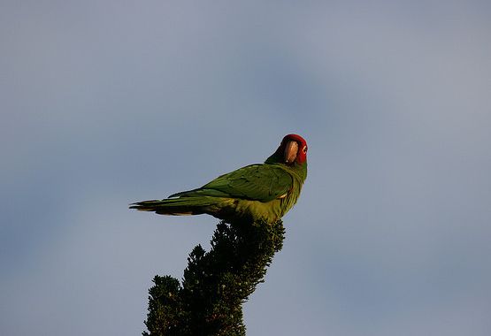  p>红面具锥尾鹦鹉(学名:aratinga erythrogenys)是典型的 a href="#"