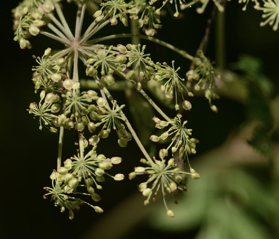 boissieu)是伞形科羌活属植物.