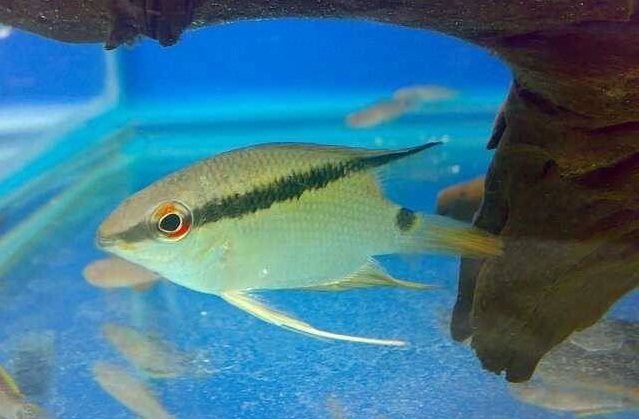  p>画眉鱼 a>是鲈形目 /a> a>慈鲷科 /a>的一种鱼类.