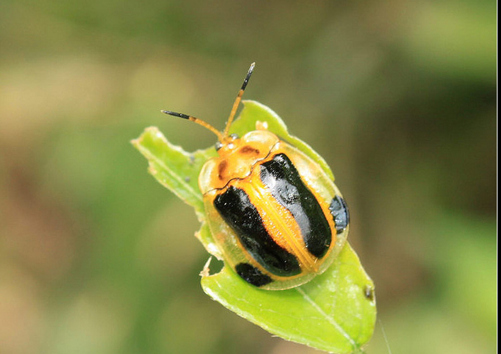  p>铁甲科,在全世界约有7000种,主要分布于 a href="#" data-lemmaid=