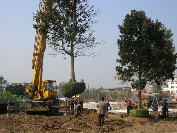  p>大树移栽,园林绿化必修技术之一,更凸显 a href="#" data-lemmaid=