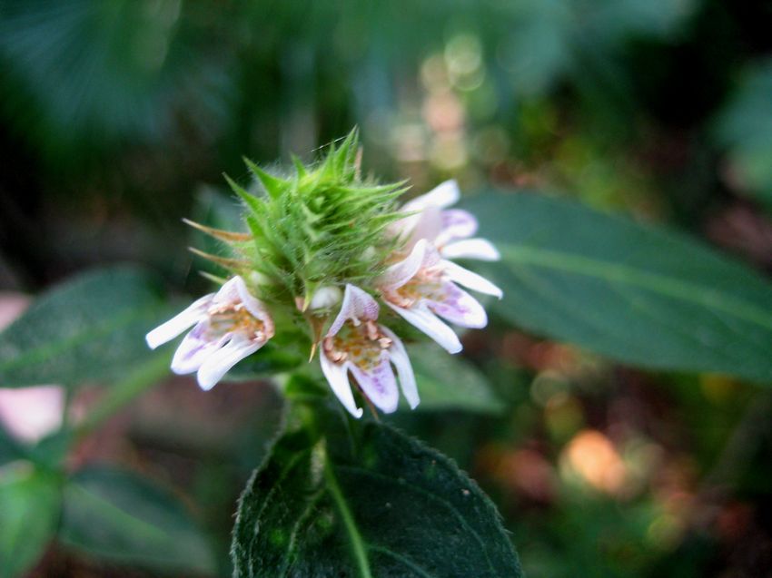 ham. ex d. don)是爵床科鳞花草属多分枝直立草本植物.