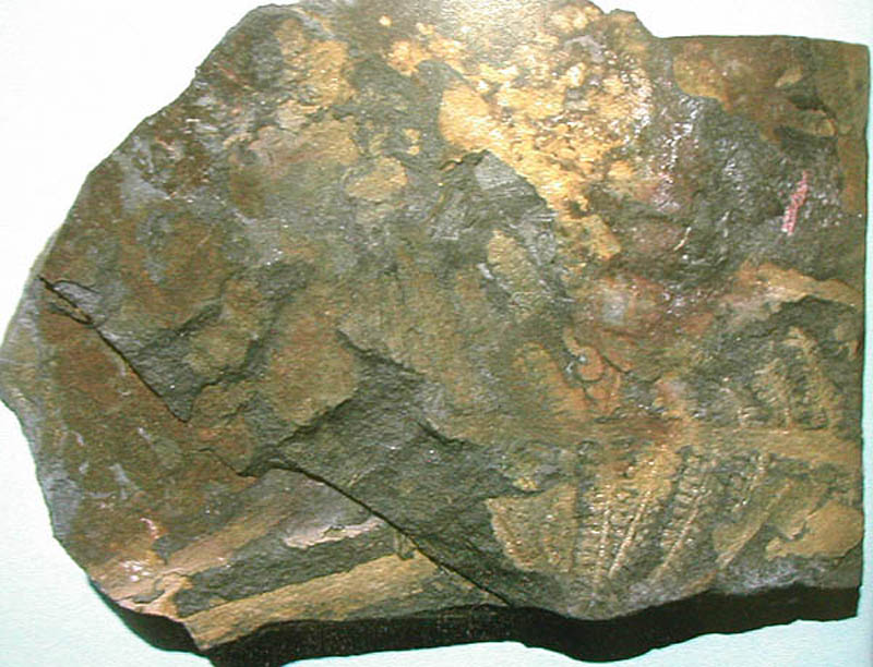 栉羊齿(pecopteris)