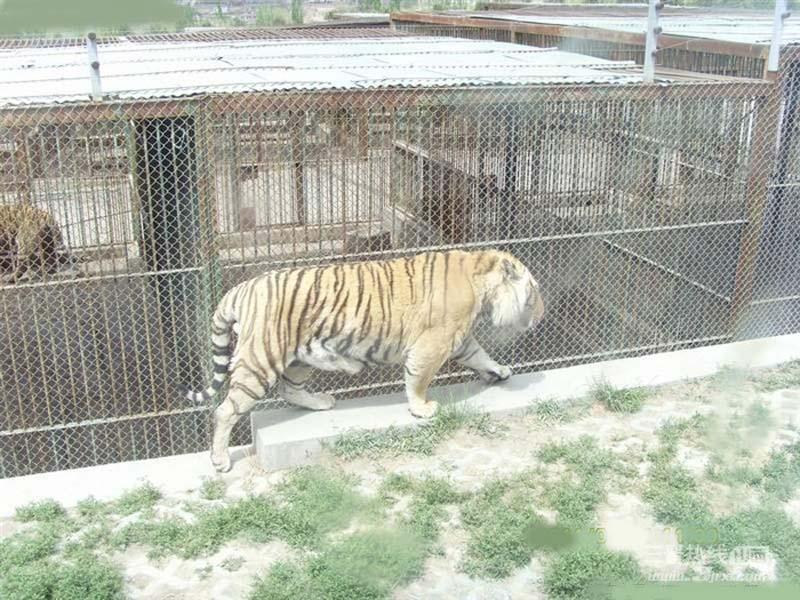 太原卧虎山动物园